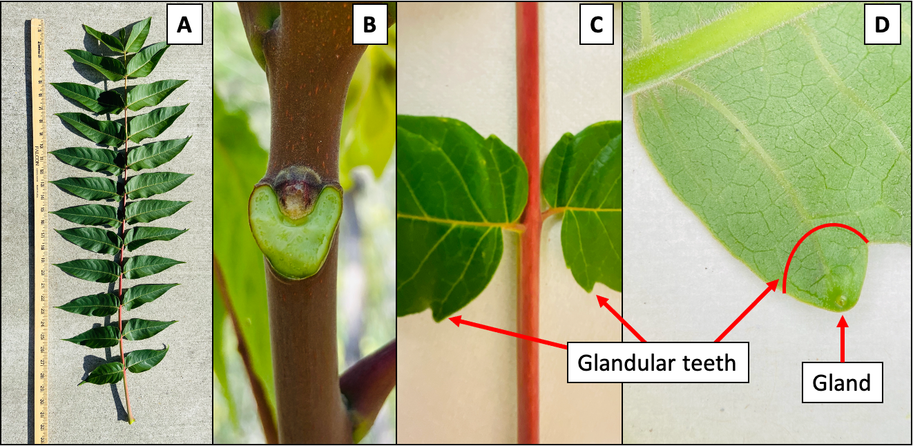 Figure 4. Leaves have a central stem with 10 to 40 leaflets attached on each side by a short petiole (A). Leaves broken off of the main stem leave a V