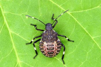 Brown Marmorated Stink Bug nymph (Photo: Deepak Matadha, Rutgers University)