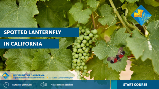 Screenshot of eLearning course cover for Spotted Lanternfly in California