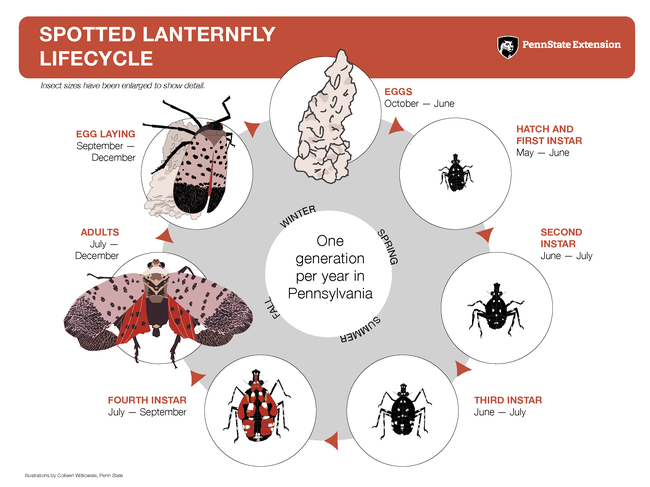 Spotted lanternfly lifecycle illustrated by Oolleen Witowskie, Penn State