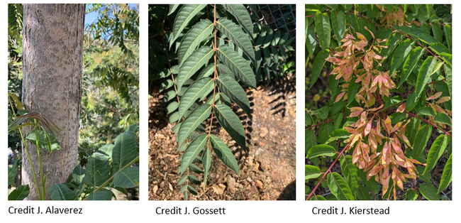 Tree-of-heaven examples of bark, leaflet, seeds