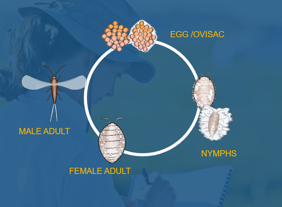 Pink Hibiscus Mealybug Lifecycle