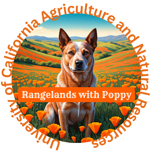 Rangelands with Poppy