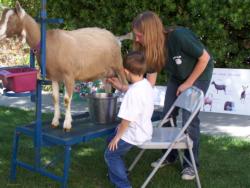 4-H member learns how to milk a goat