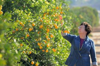 “It is critical that we educate and engage the public about how best to protect California citrus from this deadly threat.” —Beth Grafton-Cardwell, UCCE specialist in the Department of Entomology at UC Riverside