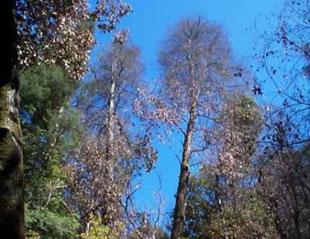 Tanoak mortality on Mt. Tamalpais, Marin County