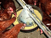 Click for hi-res feeding chicken image.