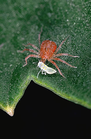 A predaceous mite, Anystis agilis, eating the nymph of a grape leafhopper, Erythroneura elegantula.