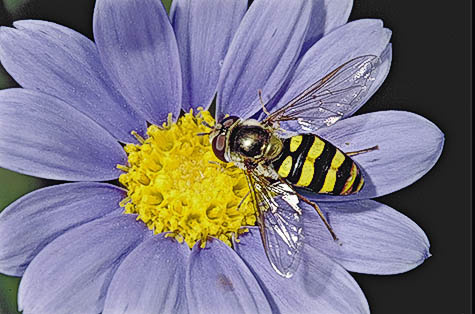 Adult syrphid fly.