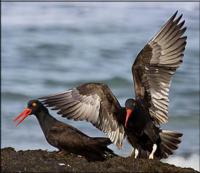 ppsr_save-our-shorebirds