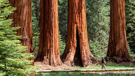 Sequoia Nat'l Park