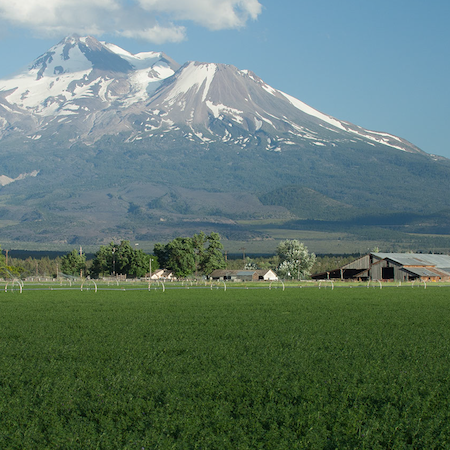 green alfalfa field in the foreground with irrigation sprinklers and in the background is Mt. Shasta covered partially with snow at the peak