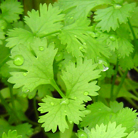close up of several green leaves of cilantro, some with drops of water on them