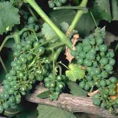 Two green grape clusters with grape leaves in the back. Grape clusters were exposed using a tractor-mounted hedger for leaf removal.