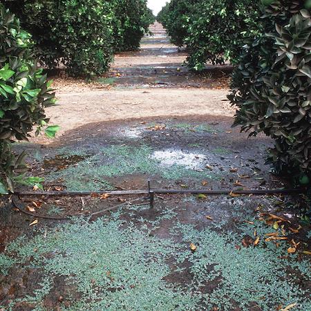 Mature plants of prostrate spurge growing in wet areas around sprinklers in a citrus grove.
