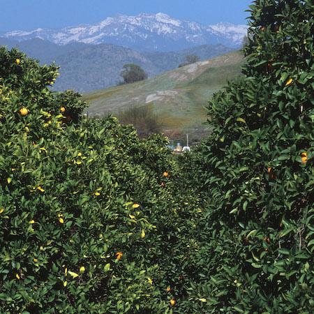 California citrus grove with snow-covered Sierra Nevada peaks in the distance. Credit: David Rosen