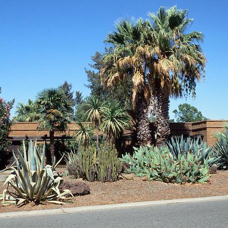 Drought tolerant landscape including agave, cactus, palm, and yucca. Credit: Jack Kelly Clark, UC IPM
