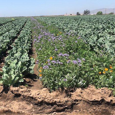A row of flowering plants between rows of lettuce in a field. Credit: Alejandro Del Pozo-Valdivia, UC IPM.