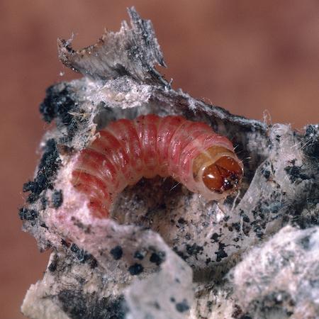 Larva of pink bollworm inside cotton boll. Credit: Jack Kelly Clark, UC IPM.