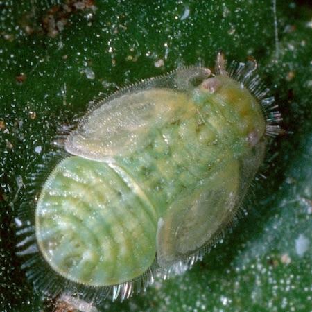 A potato psyllid nymph on a green leaf. Potato psyllid nymphs are flat and green with a fringe of short spines around their edge.