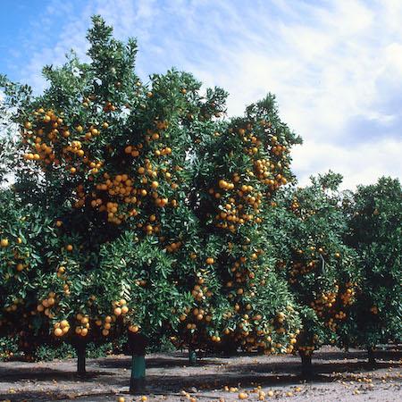 Citrus trees in an orchard without their lower branches (skirts) pruned off and touching the ground. Credit: Jack Kelly Clark, UC IPM.