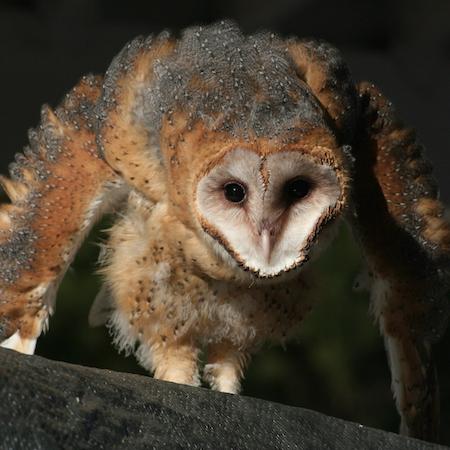 Barn owl fledgling. Credit: Suzanne Mullins.