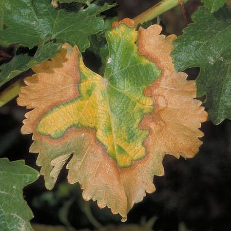 Yellowing leaf edges of a white grape variety. Credit: Jack Kelly Clark, UC IPM.
