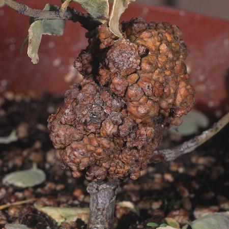 Crown gall causes distorted trunk growth on a dying euonymus plant. Credit: Jack Kelly Clark, UC IPM.