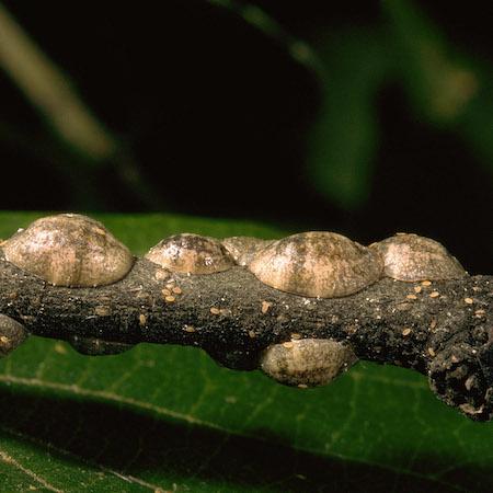 Citricola scale females and crawlers on a twig. Credit: Jack Kelly Clark, UC IPM.