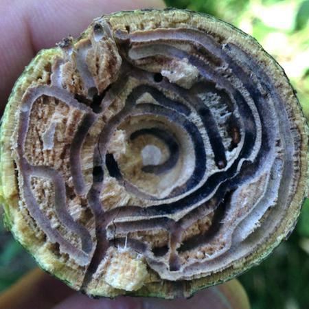 Established beetle gallery in the vascular tissue of a tree caused by a shot hole borer beetle. Credit: Akif Eskalen, UC Davis.