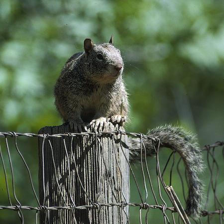 Adult California ground squirrel. Credit Jack Kelly Clark, UC IPM
