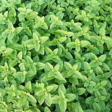 A healthy, actively growing stand of peppermint. Credit: public domain.