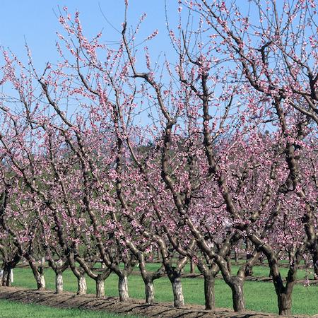 Row of peaches at full bloom. Credit: Jack Kelly Clark, UC IPM.
