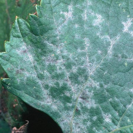 Close up of powdery mildew on a grape leaf. Credit: Jack Kelly Clark, UC IPM.