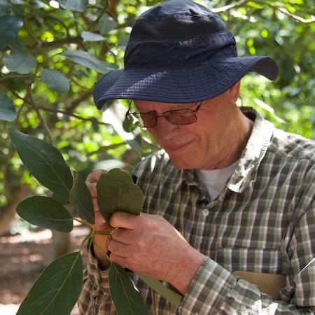 Dr. Ben Faber examines the bottom of mature avocado leaves for persea mite nests. Credit: Petr Kosina, UC IPM.
