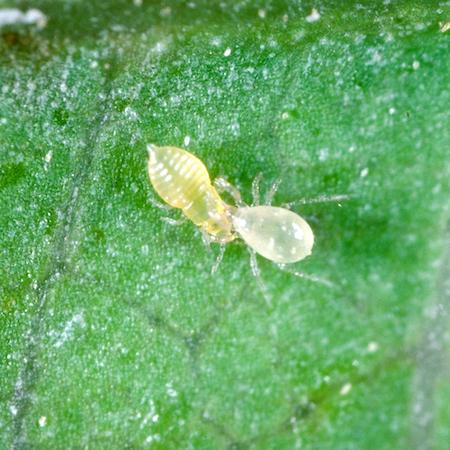 Adult predatory mite, feeding on a citrus thrips nymph. Credit: Jack Kelly Clark, UC IPM.