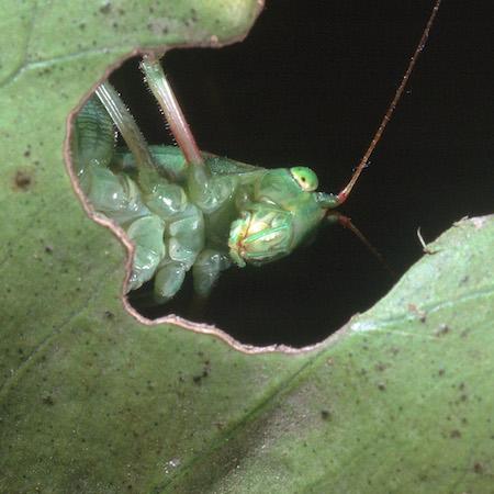 Close-up underneath of the head and thorax of a broadwinged katydid adult peeking through a chewed leaf. Credit: Jack Kelly Clark, UC IPM.