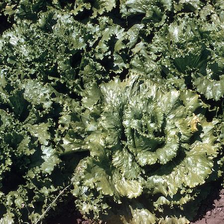 Row of iceberg lettuce with an infected plant in the center showing a mottling pattern on leaves. Credit: Dennis Hall.