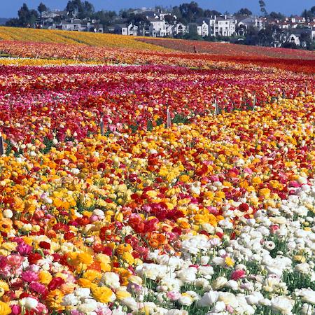 A field of red, yellow, and white ranunculus flowers in full bloom with an urban development in background in San Diego County. Credit: Jack Kelly Cla