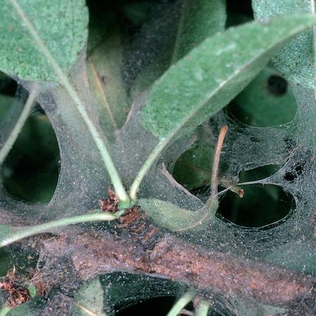 Copious webbing from webspinning mites covering leaves and branch. Credit: Jack Kelly Clark, UC IPM.