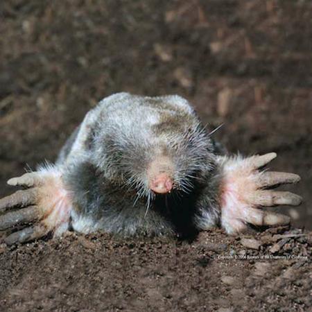 A furry mole with a pink nose peeking out from the soil showing their large front digging claws. Credit: Jack Kelly Clark, UC IPM>