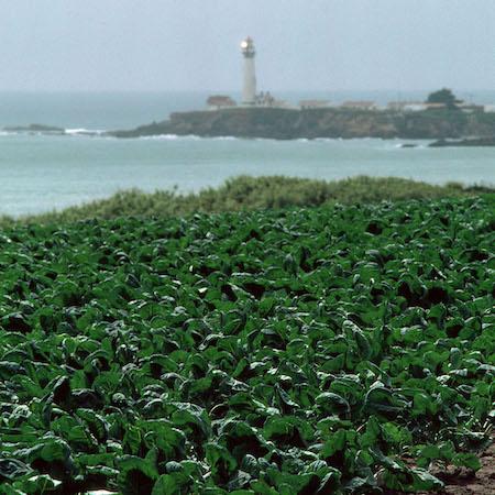 Field of young broccoli with Pigeon Point lighthouse in the background. Credit: Jack Kelly Clark, UC IPM.