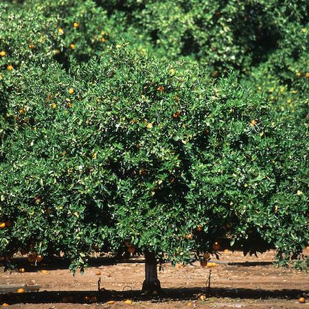 Medium-sized citrus tree with a very tall citrus tree in the background of an orchard. Credit: David Rosen.