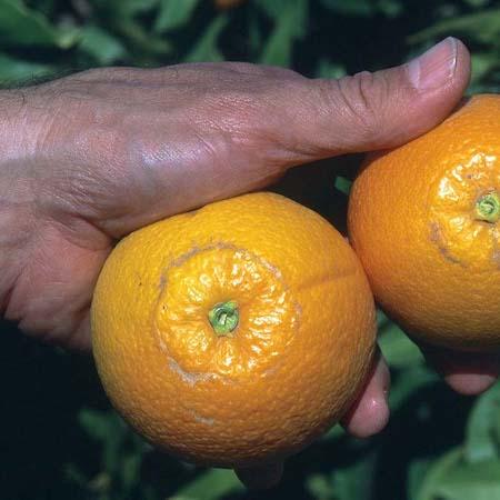 Two oranges with ring scars caused by citrus thrips feeding. Credit: David Rosen.