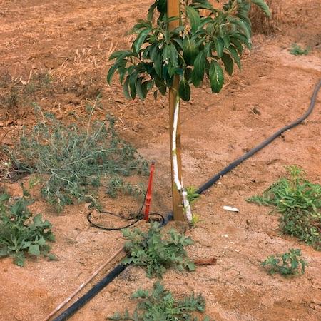Young staked avocado tree with six nearby weeds. Black irrigation tube runs along the row with a drip emitter near the tree trunk. Credit: David Rosen