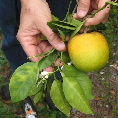 Hands holding the end of a citrus tree branch with leaves and fruit. The leaves are green with asymmetrical yellow mottling. The one fruit is oddly sh