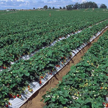 Many strawberry beds with flowers, green fruit, and red ripe fruit on white plastic mulch. Credit: Jack Kelly Clark