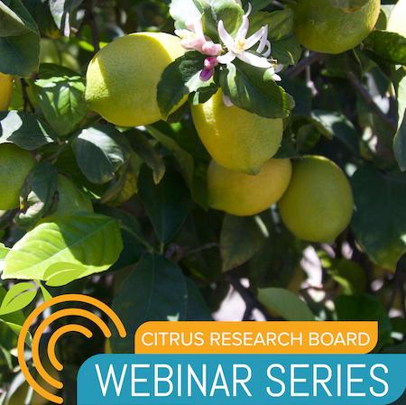 Almost ripe lemons, light yellow with a hint of green, and flowers on a tree with Citrus Research Board Webinar Series logo. Credit: Petr Kosina, UC I