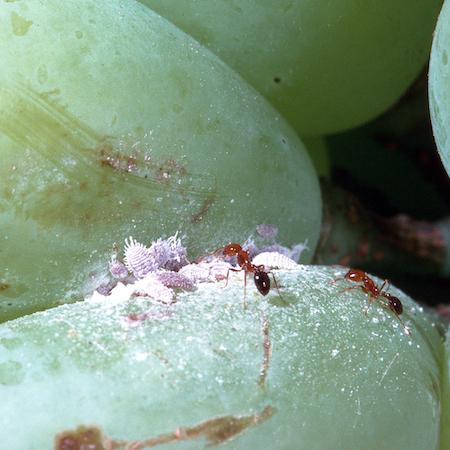Ants tending a mealybug colony in between two green grapes. Credit: Jack Kelly Clark, UC IPM.