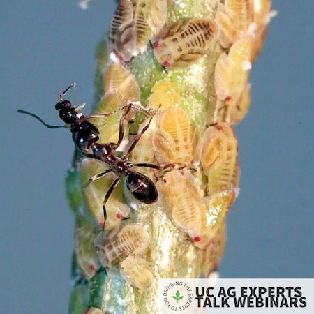 A worker Argentine ant  has captured an adult parasitoid wasp that it will kill to protect nymphs of Asian citrus psyllid.